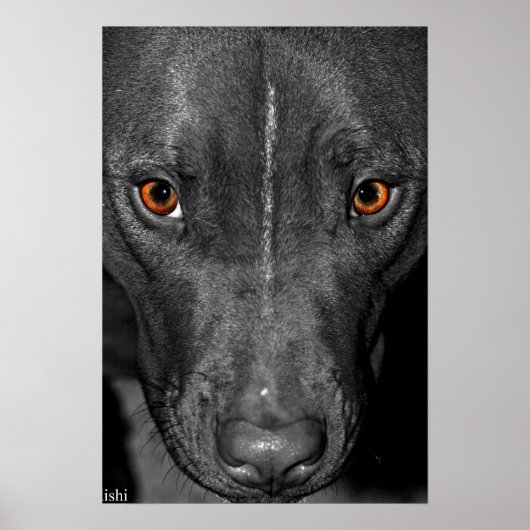 Pit Bull Eyes. In zwart-wit en kleur Poster (Voorkant)