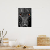 Pit Bull Eyes. In zwart-wit en kleur Poster (Keuken)