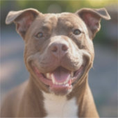 Pit Bull-foto toevoegen aanpassen Sticker (Voorkant)