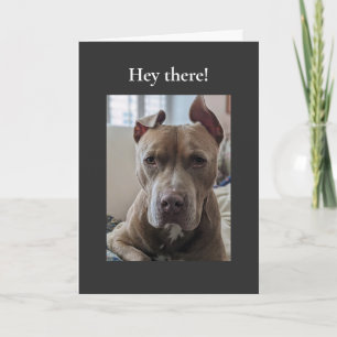 Pit Bull Hallo Daar Kaart