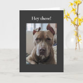 Pit Bull Hallo Daar Kaart (Gele Bloem)