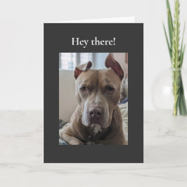 Pit Bull Hé Daar Kaart