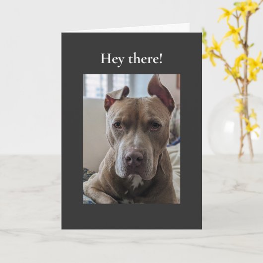 Pit Bull Hé Daar Kaart (Gele Bloem)