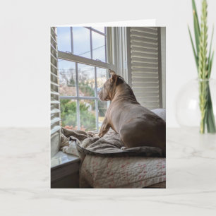 Pit Bull houdt van je en mist je Kaart