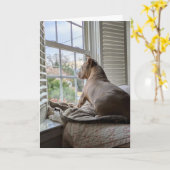 Pit Bull houdt van je en mist je Kaart (Gele Bloem)