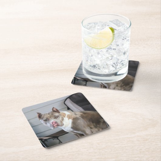 Pit Bull Kartonnen Onderzetters (Insitu)