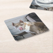 Pit Bull Kartonnen Onderzetters (Schuin)