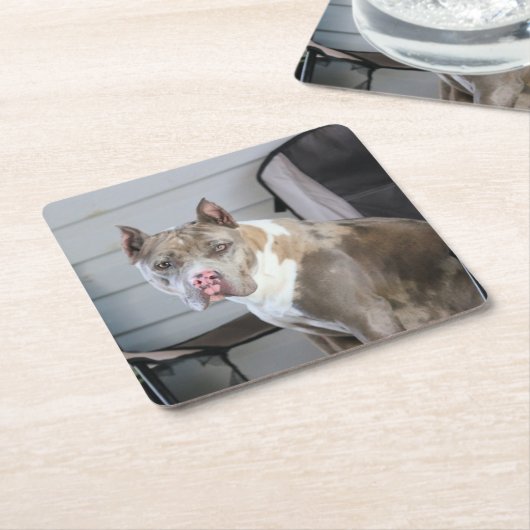 Pit Bull Kartonnen Onderzetters (Schuin)