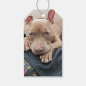 Pit Bull Liefde Blank Cadeaulabel (Voorkant)