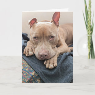 Pit Bull Liefde Blank Kaart