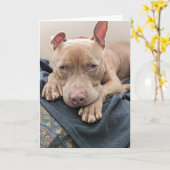 Pit Bull Liefde Blank Kaart (Gele Bloem)