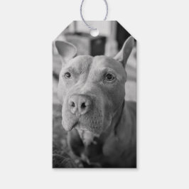 Pit Bull Liefde Fotografie Cadeaulabel