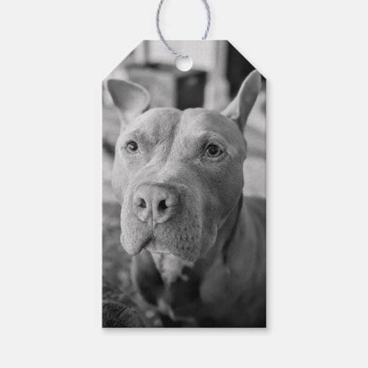 Pit Bull Liefde Fotografie Cadeaulabel (Voorkant)