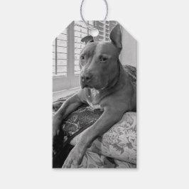 Pit Bull Liefde Fotografie Cadeaulabel