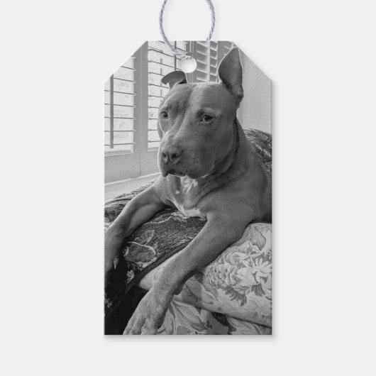 Pit Bull Liefde Fotografie Cadeaulabel (Voorkant)