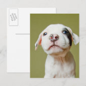 Pit Bull met zwarte gepotte oog Briefkaart (Voorkant / Achterkant)