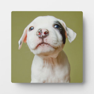 Pit Bull met zwarte gepotte oog Fotoplaat