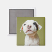 Pit Bull met zwarte gepotte oog Magneet (Voorkant / Achterkant)