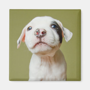 Pit Bull met zwarte gepotte oog Magneet