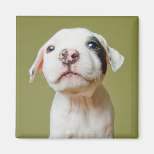 Pit Bull met zwarte gepotte oog Magneet (Voorkant)