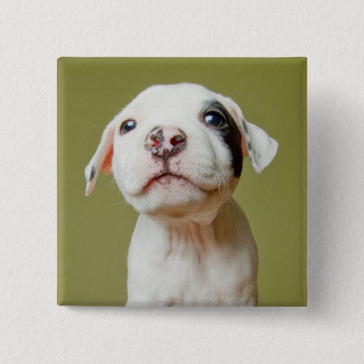 Pit Bull met zwarte gepotte oog Vierkante Button 5,1 Cm (Voorkant)