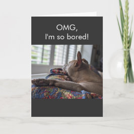 Pit Bull OMG ik verveel me zo Kaart