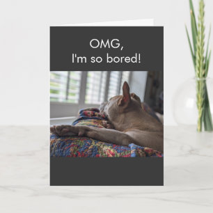 Pit Bull OMG ik verveel me zo Kaart