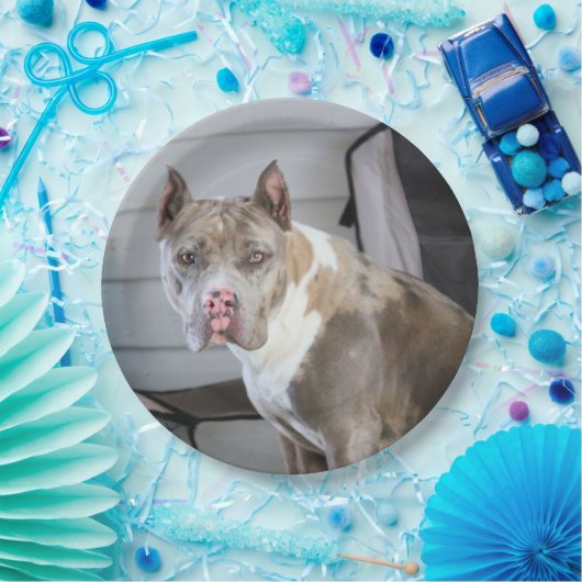 Pit Bull Papieren Bordje (Feest)