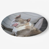 Pit Bull Papieren Bordje (Gekanteld)