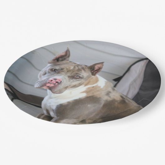 Pit Bull Papieren Bordje (Gekanteld)