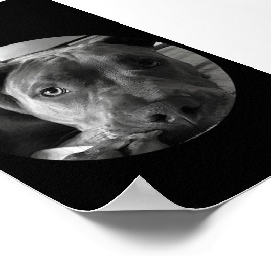 Pit bull poster (Hoek)