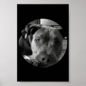Pit bull poster (Voorkant)