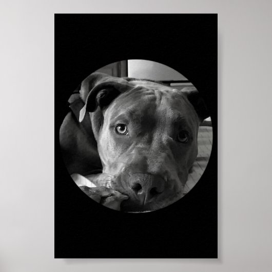 Pit bull poster (Voorkant)