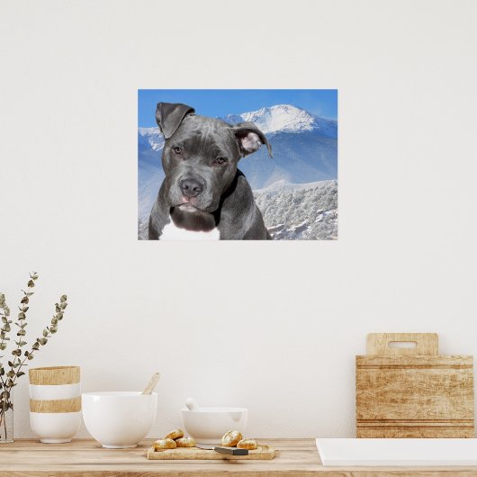 Pit Bull Poster (Keuken)