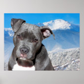 Pit Bull Poster (Voorkant)
