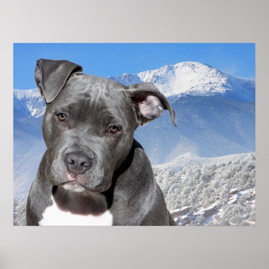 Pit Bull Poster (Voorkant)