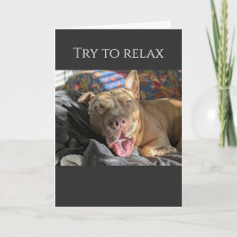 Pit Bull probeert te ontspannen, word beter Kaart
