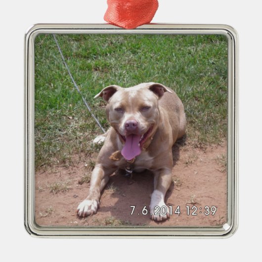 Pit Bull-producten Metalen Ornament (Voorkant)