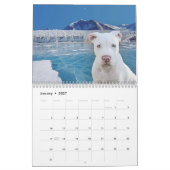 Pit Bull Proud Kalender (Jan 2027)