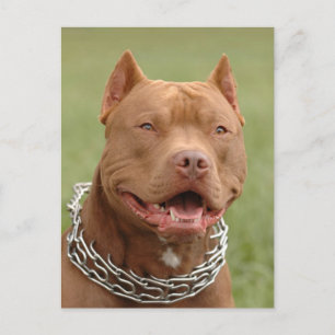 Pit Bull Puppy Dog Blank Briefkaart