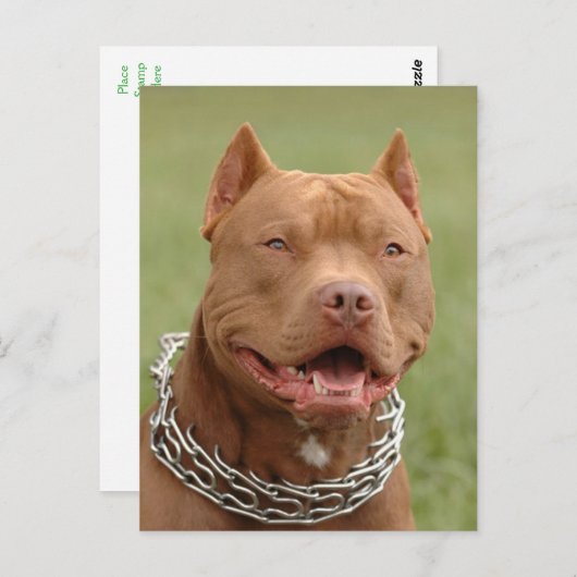 Pit Bull Puppy Dog Blank Briefkaart (Voorkant / Achterkant)