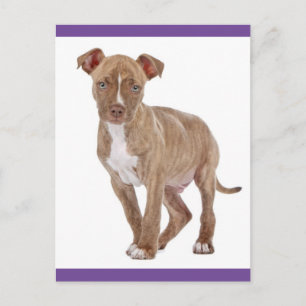 Pit Bull Puppy Dog Blank Briefkaart