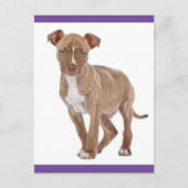 Pit Bull Puppy Dog Blank Briefkaart (Voorkant)