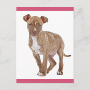 Pit Bull Puppy Hond Blanke Postkaart