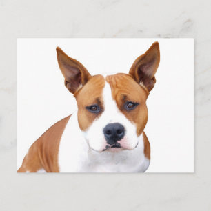 Pit Bull Puppy Hond Blanke Postkaart
