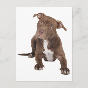 Pit Bull Puppy Hond Blanke Postkaart