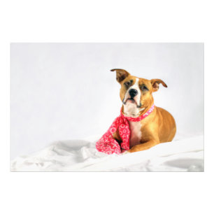 Pit Bull Puppy Love in Roze XOXO Foto Afdruk
