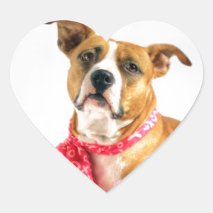 Pit Bull Puppy Love in Roze XOXO Hart Sticker