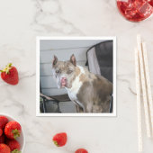 Pit Bull Servet (Insitu)