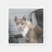 Pit Bull Servet (Voorkant)